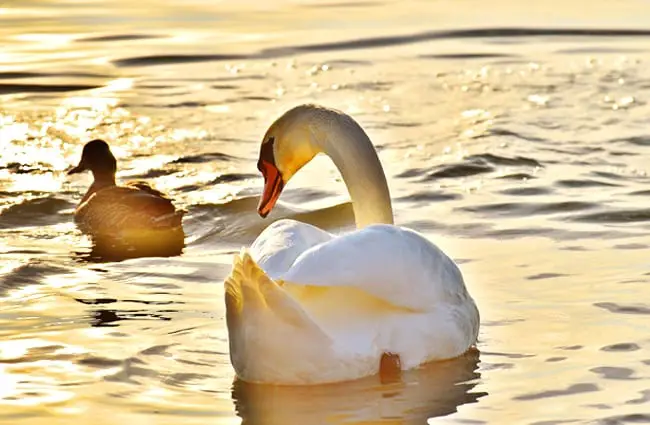 Stunning photo of a pair of swans on the sunset lake
