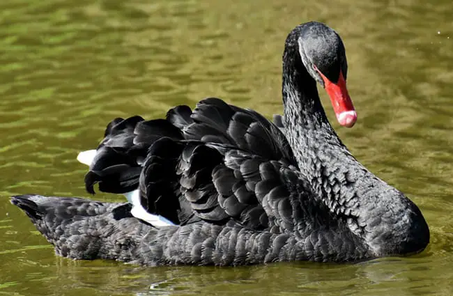 Black Swan