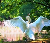White Swan Showing Off His Wingspan
