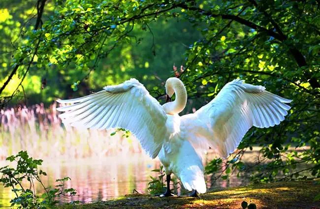 White Swan showing off his wingspan