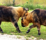 A Pair Of Takin Bulls Sparring Photo By: (C) Bthompson2001 Www.fotosearch.com
