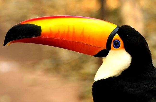 Closeup of a beautiful Toucan Photo by: Nick115 https://pixabay.com/photos/toucan-bird-wild-animal-wildlife-3746909/