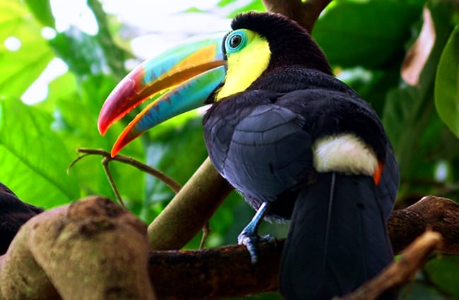 Stunning Toucan with blue-wreathed eyes Photo by: suju https://pixabay.com/photos/toucan-bird-tropical-bird-bill-2247143/