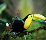 Keel-Billed Toucan, Photographed In Costa Rica Photo By: Fintan O&#039; Brien Https://Pixabay.com/Photos/Keel-Billed-Toucan-Costa-Rica-Bird-1021048/