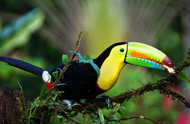 Keel-Billed Toucan, photographed in Costa Rica Photo by: Fintan O&#039; Brien https://pixabay.com/photos/keel-billed-toucan-costa-rica-bird-1021048/