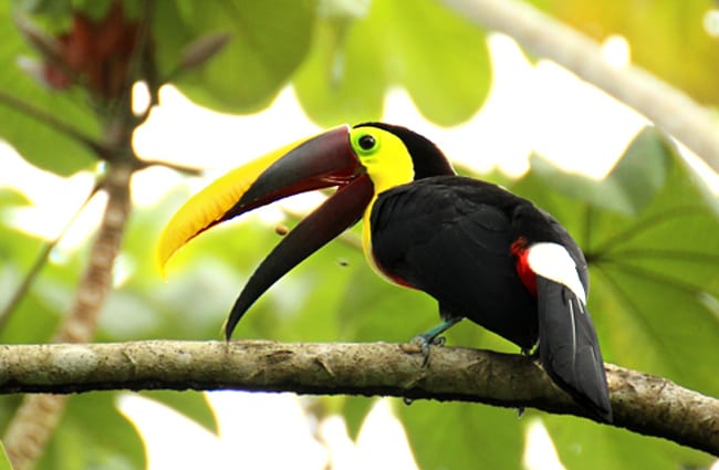 Brown-Back Toucan in Costa Rica Photo by: Tanja Wilbertz https://pixabay.com/photos/toucan-brown-back-toucan-costa-rica-1972559/