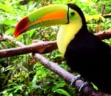 Toucan Photographed At A Belize Zoophoto By: Minke Winkhttps://Pixabay.com/Photos/Belize-Belize-Zoo-Toucan-Bird-1879995/
