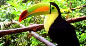 Toucan photographed at a Belize zooPhoto by: Minke Winkhttps://pixabay.com/photos/belize-belize-zoo-toucan-bird-1879995/