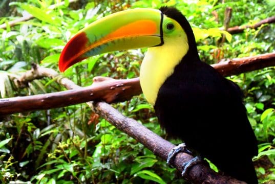 Toucan photographed at a Belize zooPhoto by: Minke Winkhttps://pixabay.com/photos/belize-belize-zoo-toucan-bird-1879995/