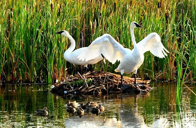 A Trumpeter Swan pair guarding their nest and cignets (baby swans) Photo by: skeeze https://pixabay.com/photos/trumpeter-swans-birds-wildlife-959705/