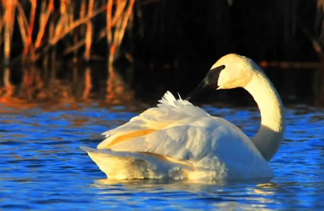 Portrait of a stunning Trumpeter Swan Photo by: skeeze https://pixabay.com/photos/trumpeter-swan-bird-wildlife-nature-978393/