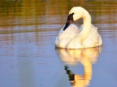 A beautiful Trumpeter Swan with his reflection in the setting sunPhoto by: Tom Koerner / USFWS Mountain-Prairiehttps://creativecommons.org/licenses/by/2.0/