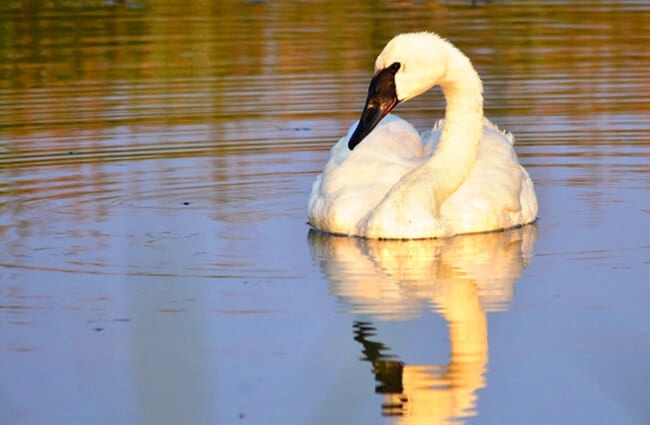 A beautiful Trumpeter Swan with his reflection in the setting sunPhoto by: Tom Koerner / USFWS Mountain-Prairiehttps://creativecommons.org/licenses/by/2.0/