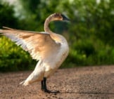 A Beautiful Trumpeter Swan At Sherburne National Wildlife Refuge Photo By: Lorie Shaull Https://Creativecommons.org/Licenses/By/2.0/