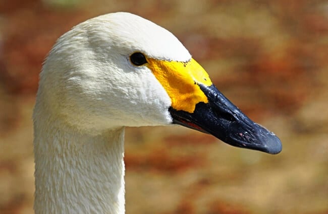 Closeup of a Tundra Swan Photo by: Marcel Langthim https://pixabay.com/photos/swan-tundra-swan-magpie-duck-bird-1305039/