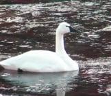 Tundra Swan On The Truckee River In Reno, Nevada Photo By: Paul Hurtado Https://Creativecommons.org/Licenses/By-Sa/2.0/
