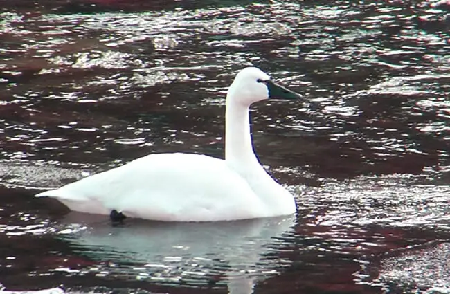 Tundra Swan on the Truckee River in Reno, Nevada Photo by: Paul Hurtado https://creativecommons.org/licenses/by-sa/2.0/