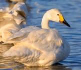 Tundra Swan In Profilephoto By: Ik Thttps://Creativecommons.org/Licenses/By-Sa/2.0/