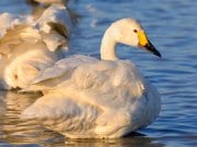 Tundra Swan in profilePhoto by: Ik Thttps://creativecommons.org/licenses/by-sa/2.0/