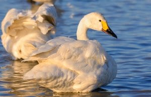 Tundra Swan in profilePhoto by: Ik Thttps://creativecommons.org/licenses/by-sa/2.0/