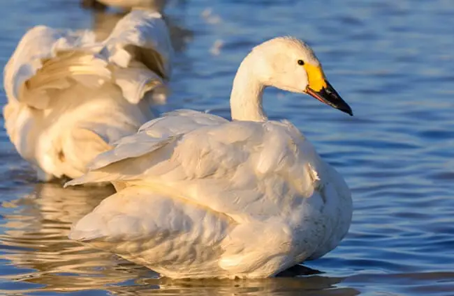 Tundra Swan in profilePhoto by: Ik Thttps://creativecommons.org/licenses/by-sa/2.0/