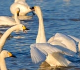 Tundra Swan Squabble In The Water Photo By: Ik T Https://Creativecommons.org/Licenses/By-Sa/2.0/
