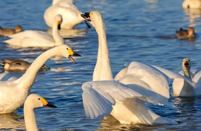 Tundra Swan squabble in the water Photo by: Ik T https://creativecommons.org/licenses/by-sa/2.0/
