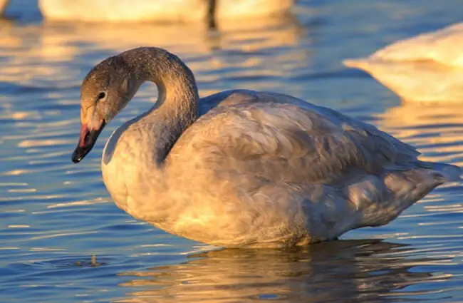 Portrait of a beautiful Tundra Swan in day&#039;s ebbing light Photo by: Ik T https://creativecommons.org/licenses/by-sa/2.0/