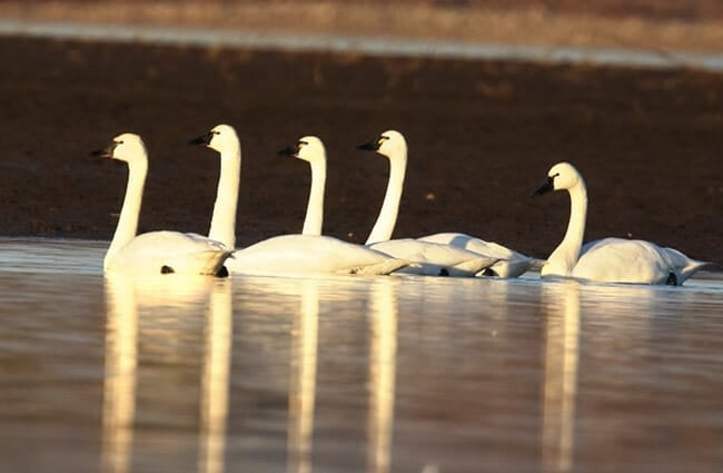 Tundra Swan в заповеднике перелетных птиц Riverlands, штат Миссури Фото: Энди Риаго и Крисси Макларен https://creativecommons.org/licenses/by-sa/2.0/