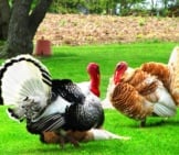 A Pair Of Domestic Turkeys