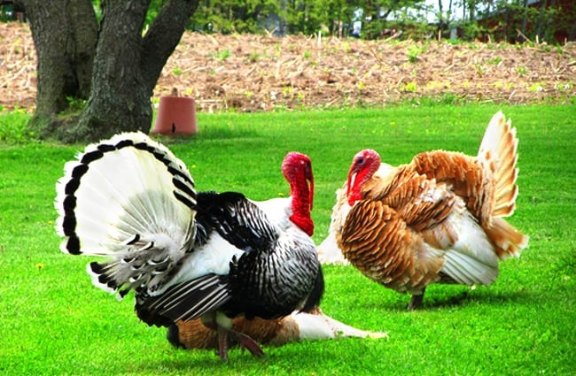A pair of domestic Turkeys