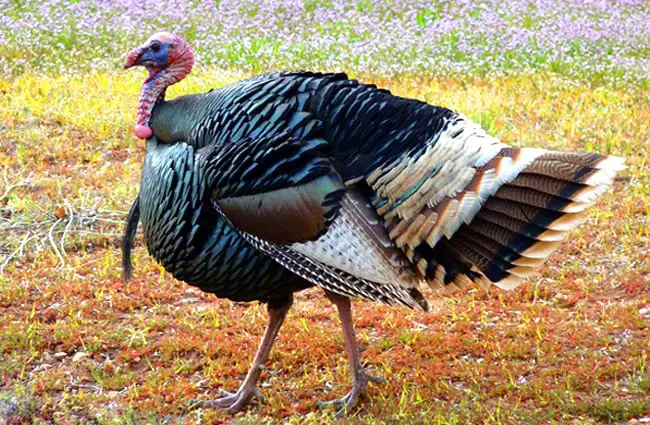 Wild Turkey