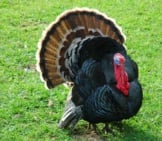 Proud Domestic Turkey