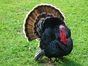 Proud domestic Turkey