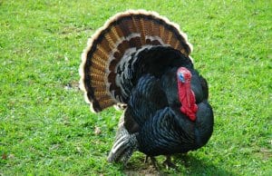 Proud domestic Turkey