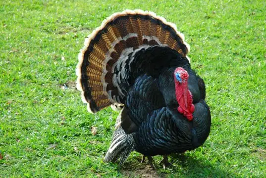 Proud domestic Turkey