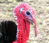 Closeup Of A Domestic Turkey