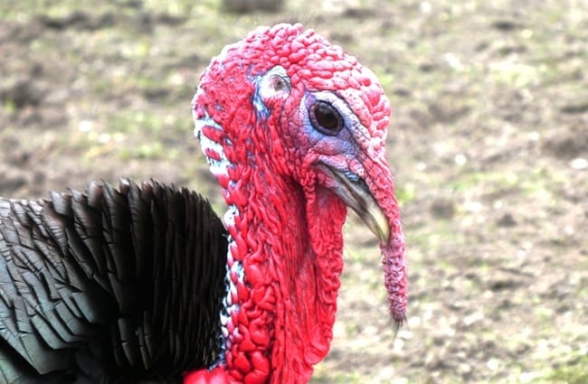 Closeup of a domestic Turkey