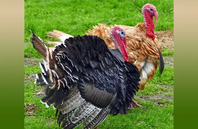 Turkeys on a farm