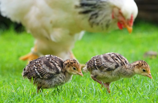 Turkey chicks