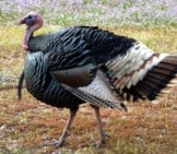Large Wild Turkey