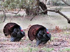 Two Wild Turkeys, displaying their tails