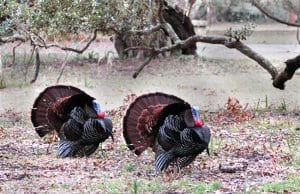 Two Wild Turkeys, displaying their tails