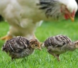 Wild Turkey Chicks Getting Their Own Food!