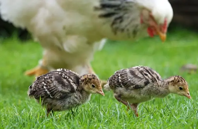Wild Turkey chicks getting their own food!
