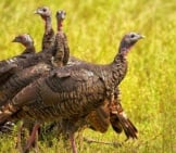 A &Quot;Rafter&Quot; Of Wild Turkeys