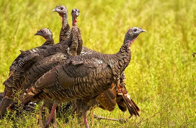 A &quot;rafter&quot; of Wild Turkeys