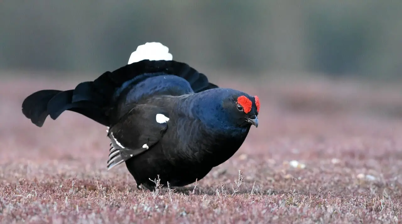 //pixabay.com/photos/black-grouse-bird-scotland-nature-4126537/