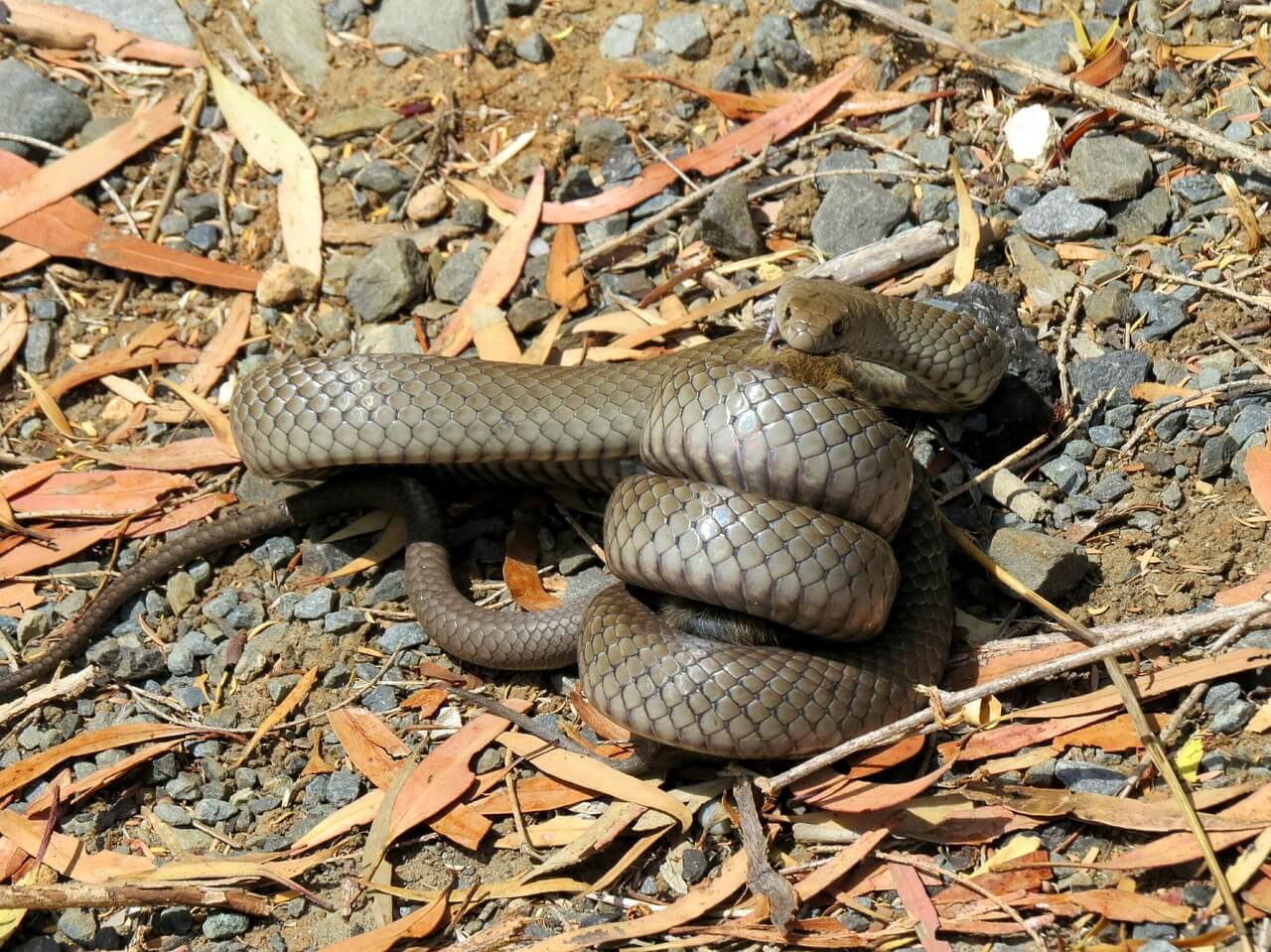 //pixabay.com/photos/brown-snake-predation-1523933/