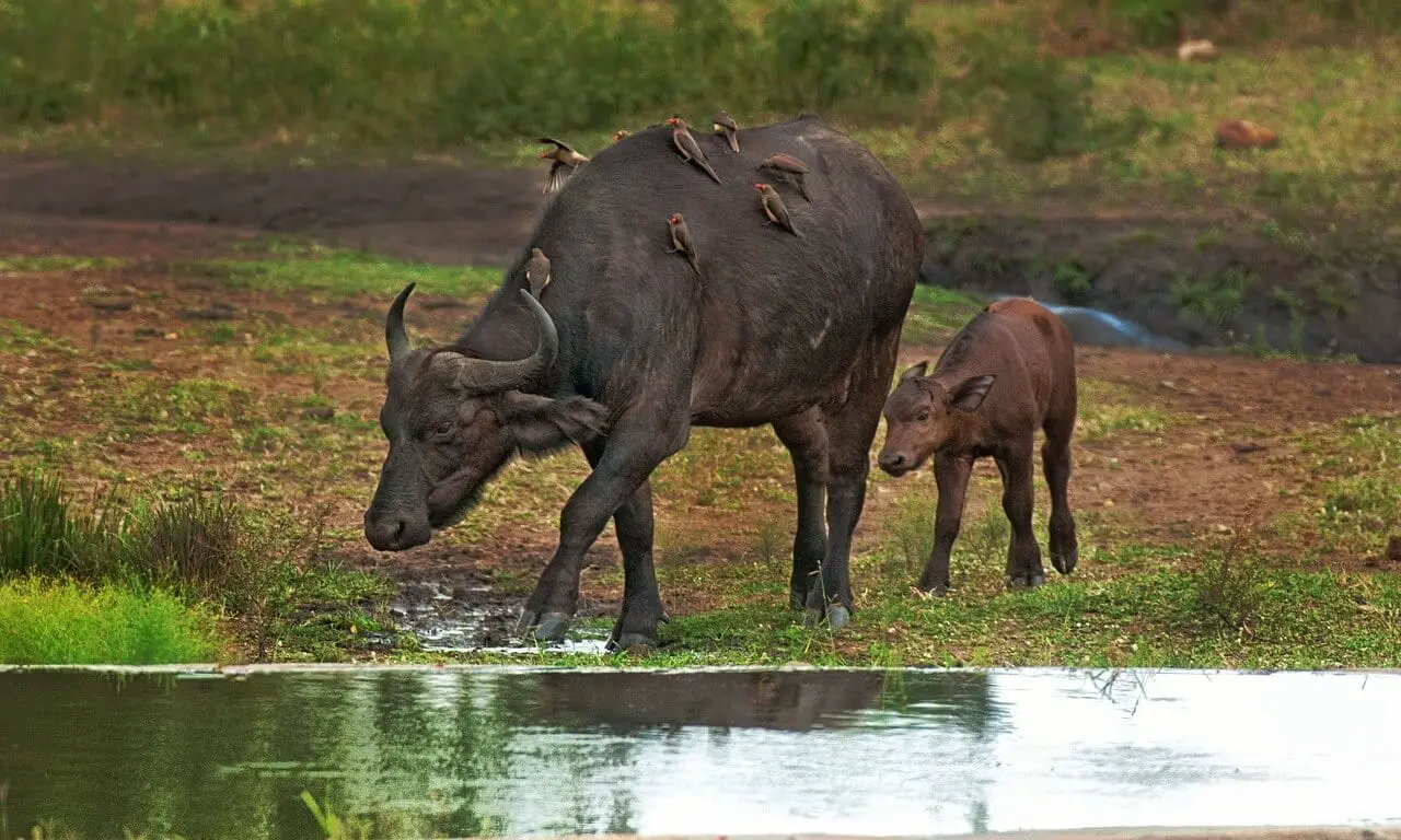 //pixabay.com/photos/cape-buffalo-calf-mother-oxpecker-2800389/